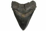 Bargain, Fossil Megalodon Tooth - South Carolina #130715-1